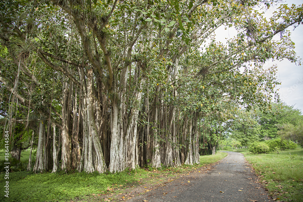 Fototapeta premium Banyon Trees in Cuba