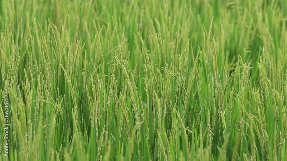 Green field with rice stalks swaying in the wind blows. Ubud, island Bali, Indonesia. Close up Green field with rice stalks swaying in the wind blows. Ubud, island Bali, Indonesia. Close up