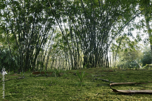 bamboo forest background at early morning