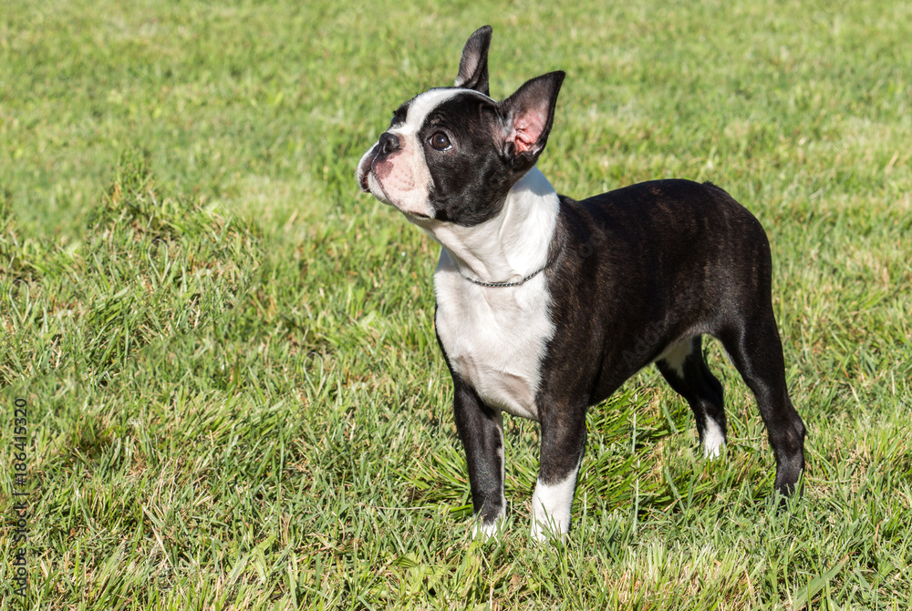 Black and white purebred French Bulldog pet dog standing in grass field 