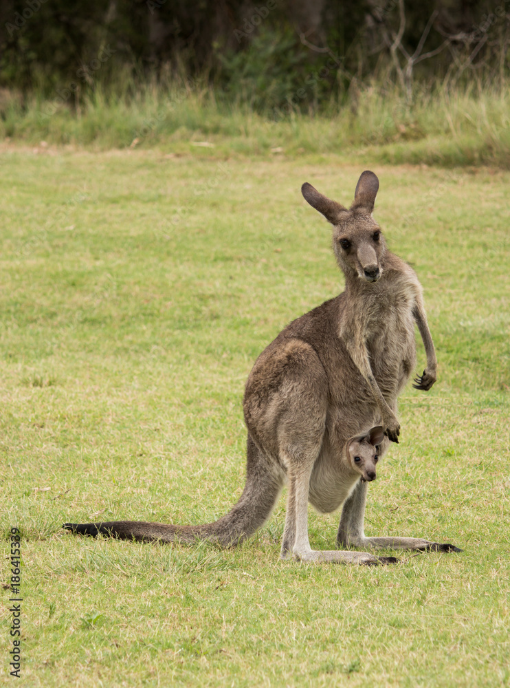 Australian native Kangaroo mother with baby joey in pouch standing in field Australian native Kangaroo mother with baby joey in pouch standing in field