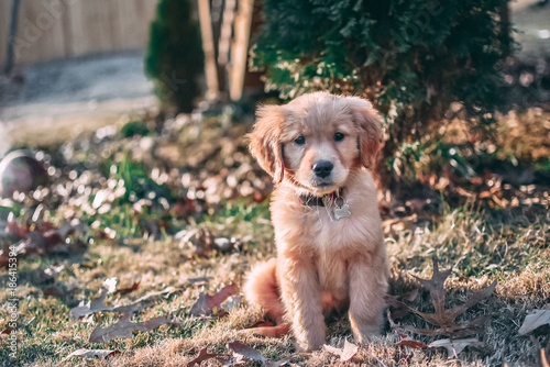 Cute Golden Retriever Puppy Playing Outside in the Leaves