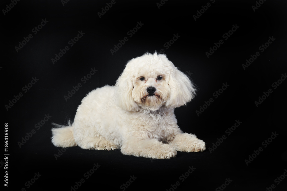 Obraz premium Fluffy White Lapdog