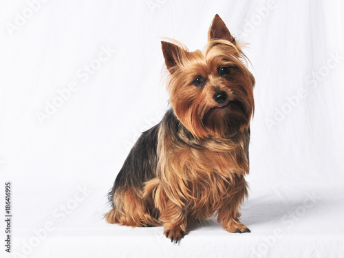 Obraz na płótnie Australian Terrier