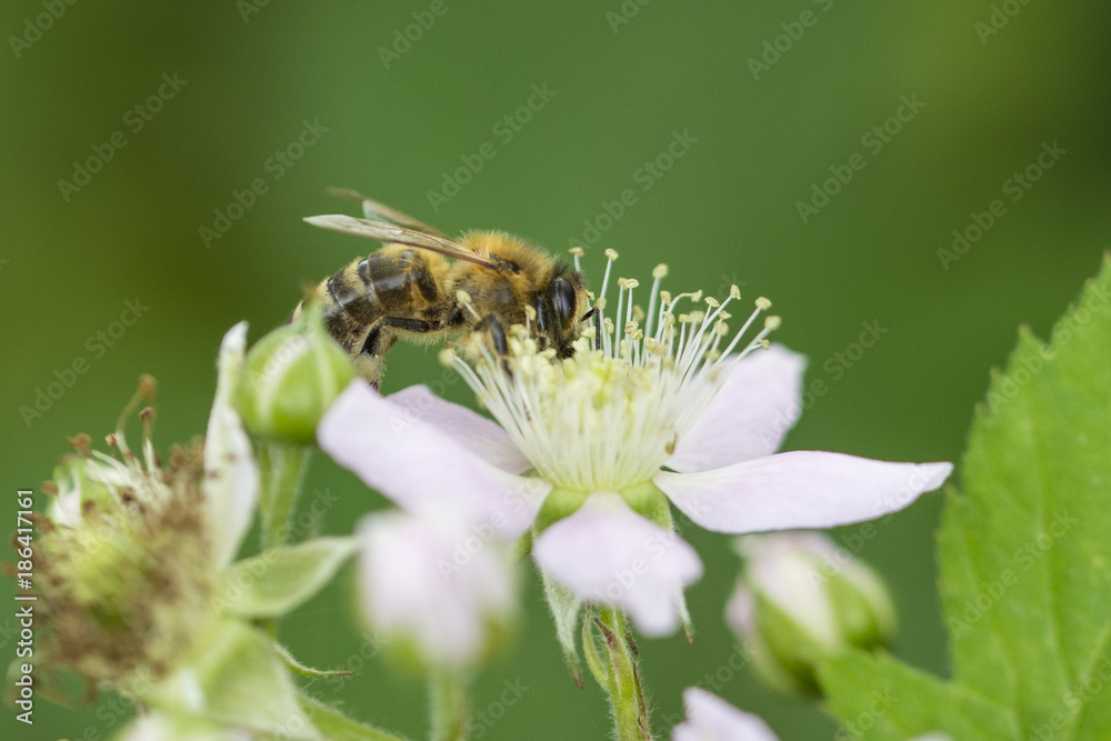 Flower of blackberries and pollinating bees. Flower of blackberries and pollinating bees.