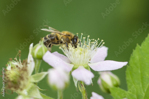 Flower of blackberries and pollinating bees. © lapis2380