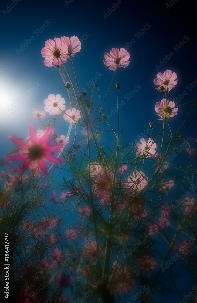 Obraz premium view of Ejina, Inner Mongolia, China