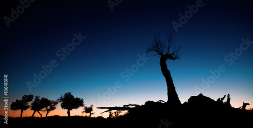 view of populus forest in Ejina  Inner Mongolia  China