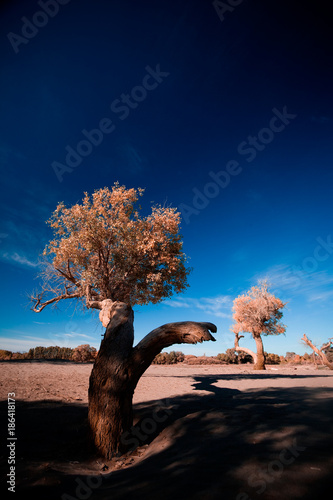 view of populus forest   in Ejina, Inner Mongolia, China