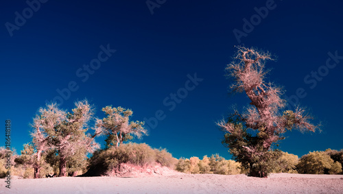 view of populus forest in Ejina, Inner Mongolia, China