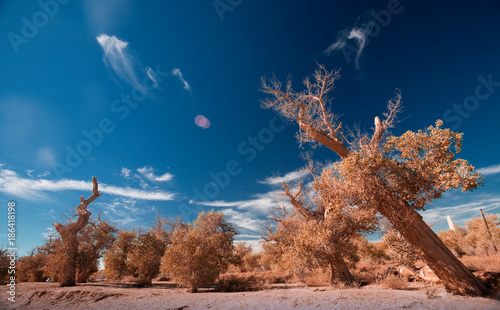 view of populus forest in Ejina, Inner Mongolia, China