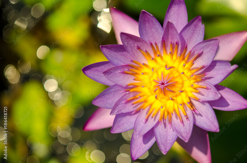 A waterlily blooming and shining A waterlily blooming and shining