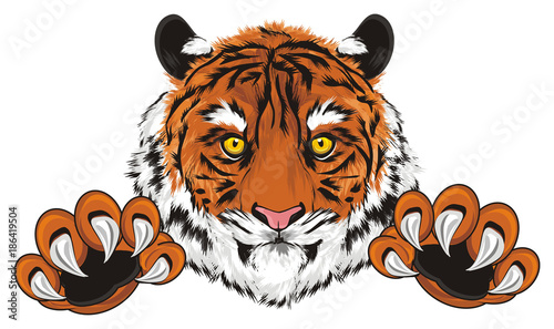 Fototapeta Naklejka Na Ścianę i Meble -  tiger, wild cat, cat, striped, animal, zoo, predator, claws, orange, roar, India, illustration, muzzle, paws