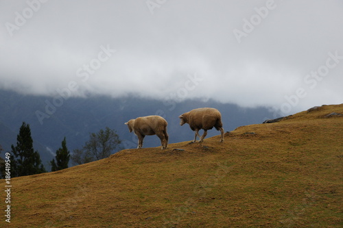 Wild Sheeps Gracing the Fields