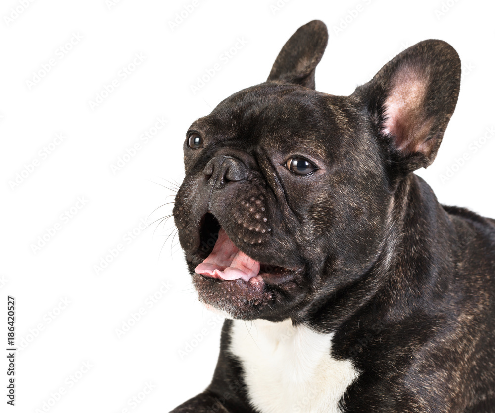French bulldog with open mouth