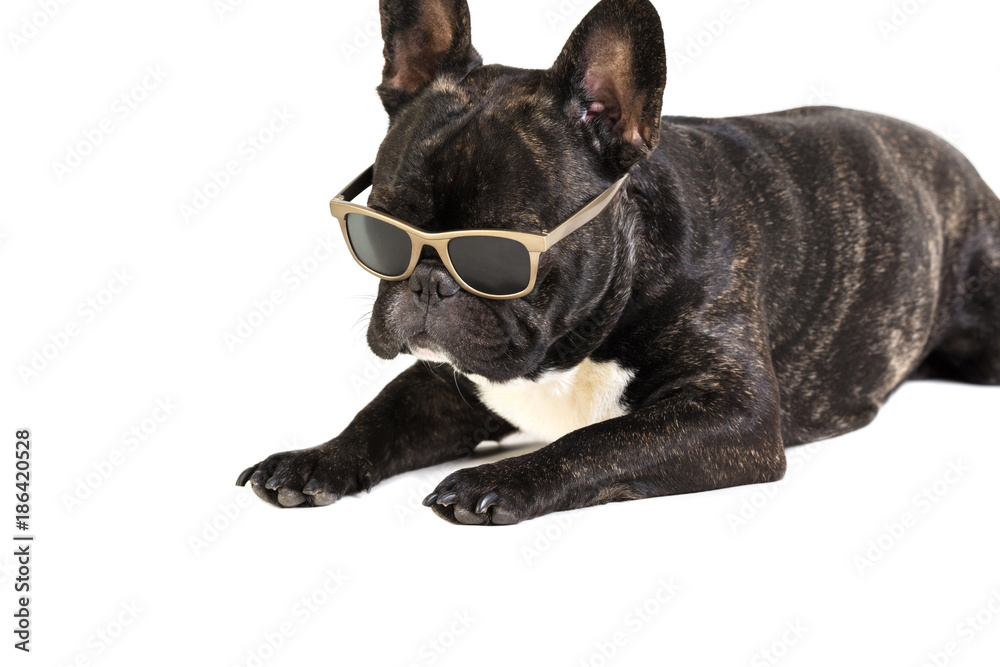 dog French bulldog in glasses