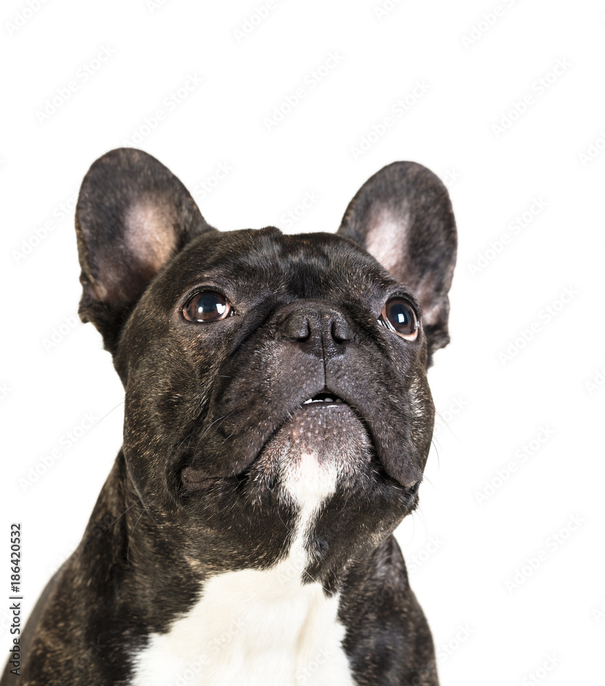 animal dog French bulldog