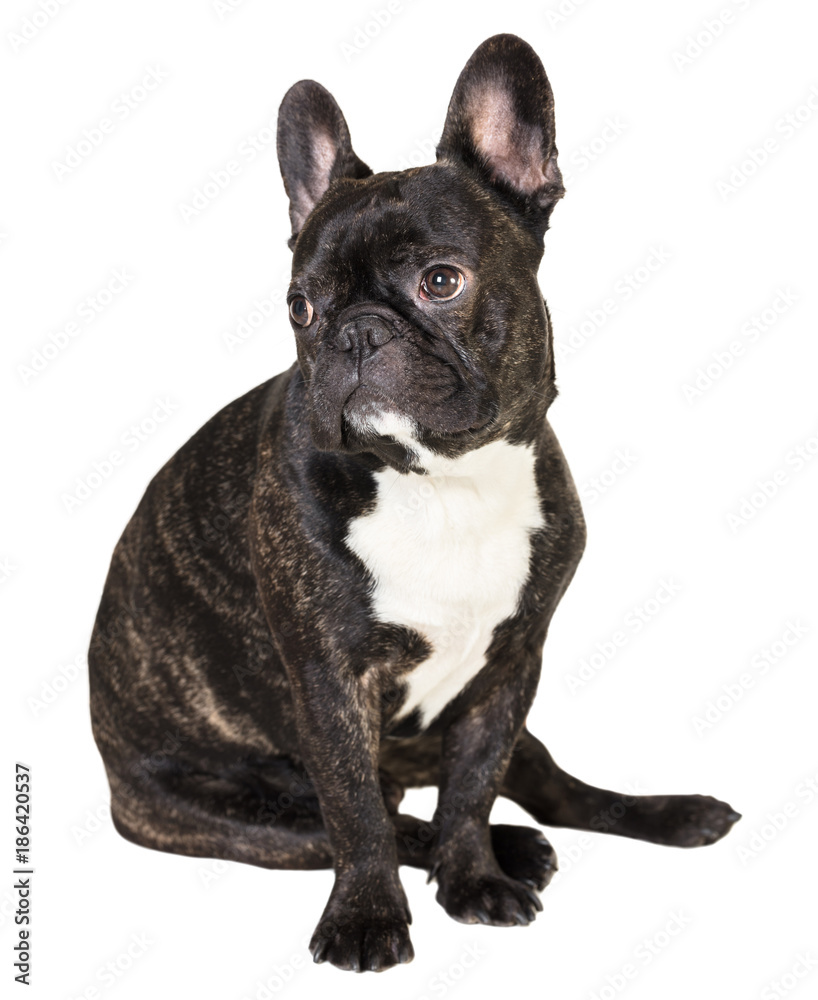 animal dog French bulldog sitting