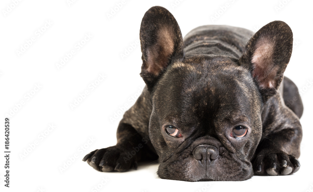 animal dog French bulldog lying