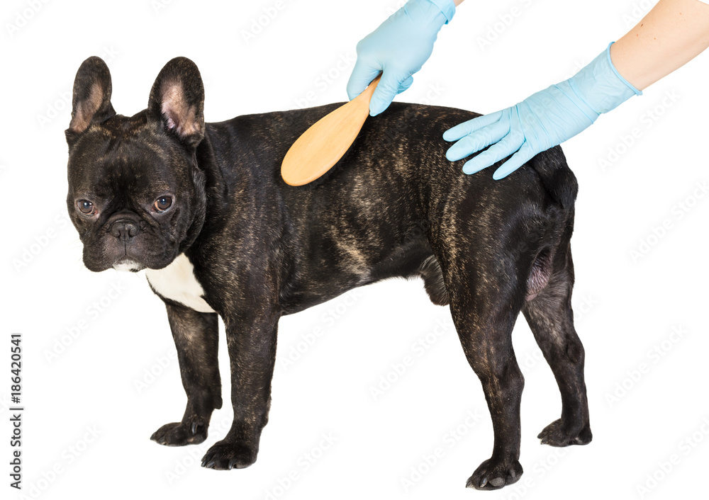 veterinarian combs the dog's fur