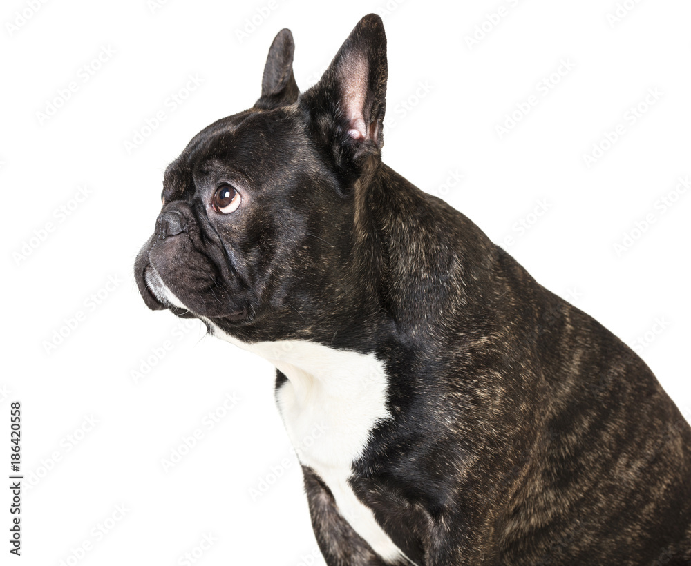 animal dog French bulldog
