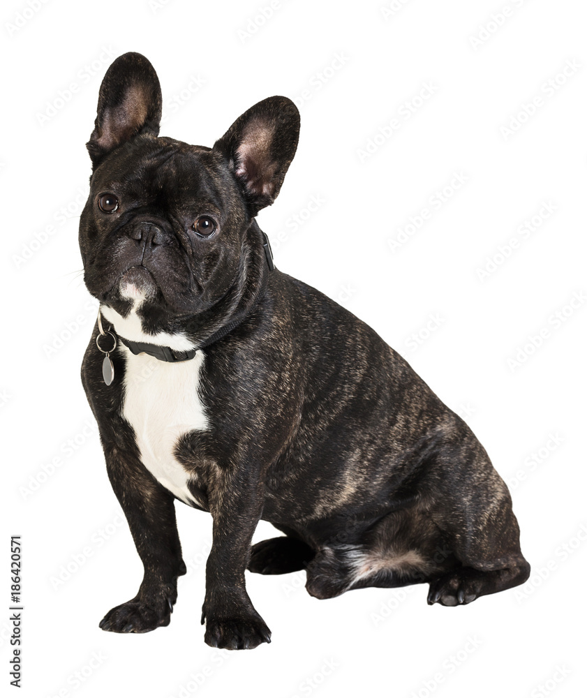 French Bulldog dog