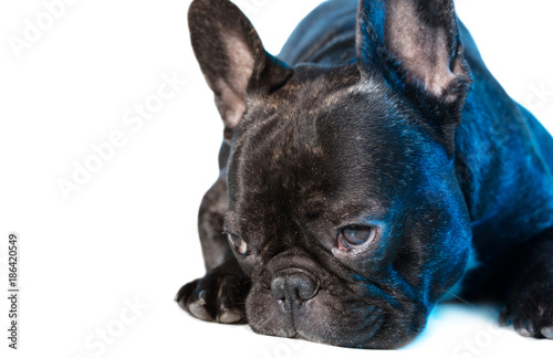 animal dog French bulldog lying