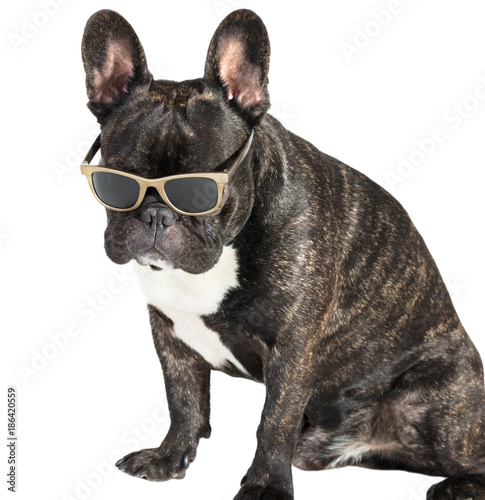 dog French bulldog in glasses © Olexandr
