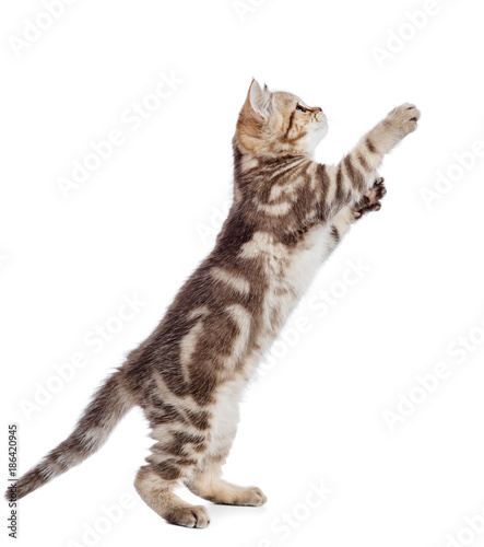 Fototapeta Naklejka Na Ścianę i Meble -  kitten cat jumping side view isolated