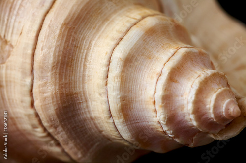 Single sea shell isolated on black background. Close-up.