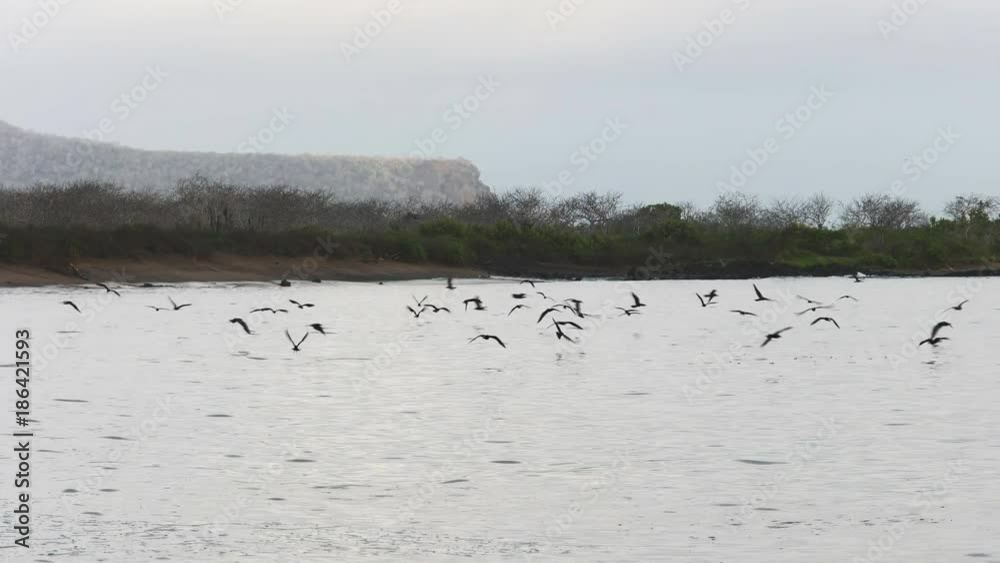 a flock of feeding storm petrels at isla floreana in the galapagos islands, ecuador a flock of feeding storm petrels at isla floreana in the galapagos islands, ecuador
