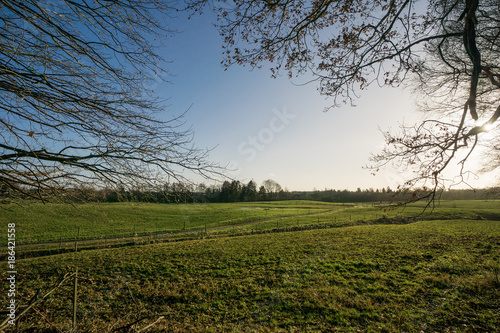 Grass pastures for cattle or horses in backlight with tree branches in the foreground