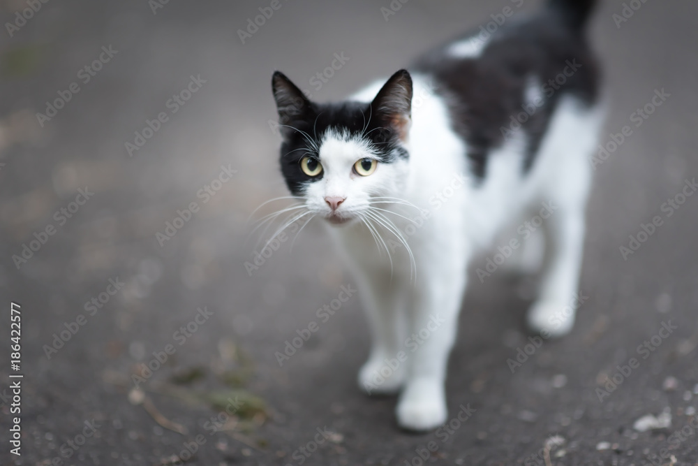Black and white cat waiting some food on street