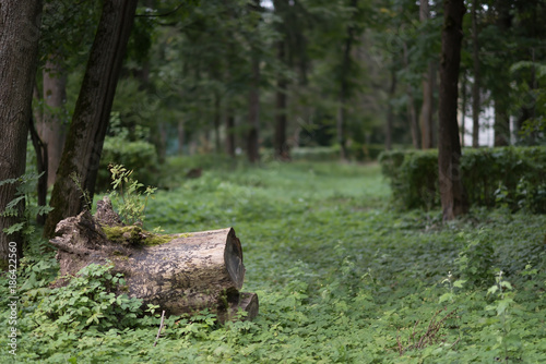 green grass forest and stump