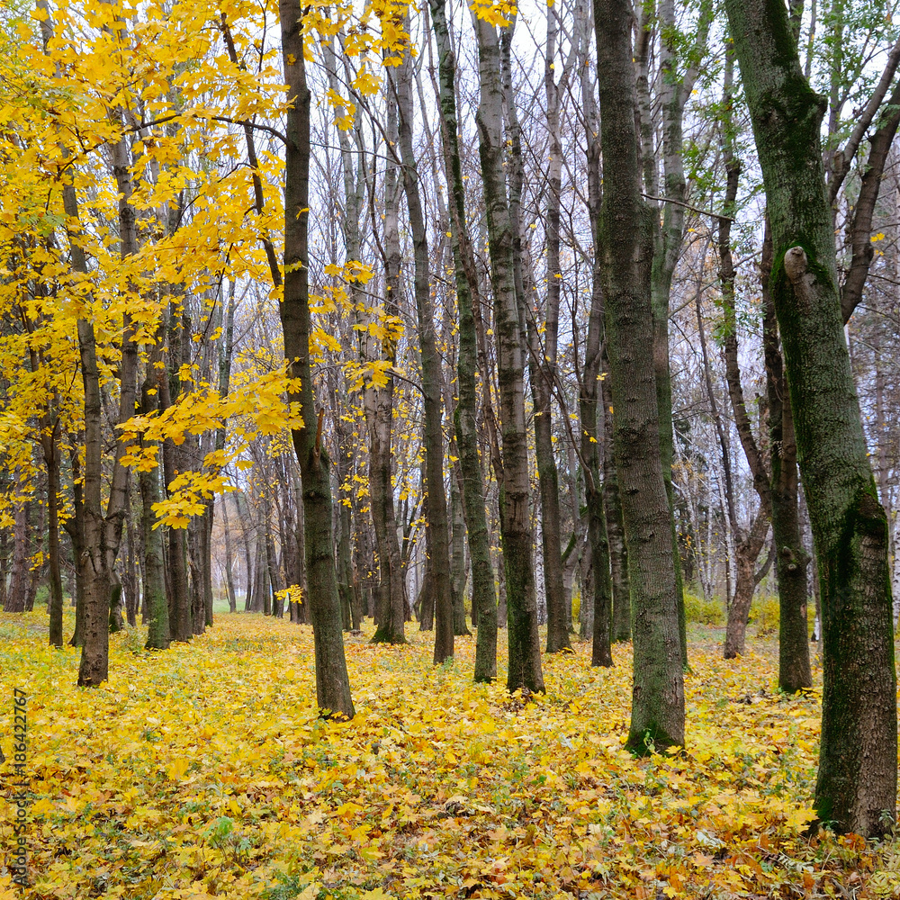 Fototapeta premium Autumn forest . Late fall. Overcast.