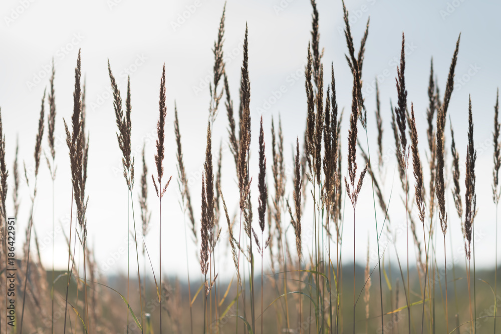 Fototapeta premium Dry Grass In Sunset Sunlight. Beautiful Plant On Sunrise Sky Background