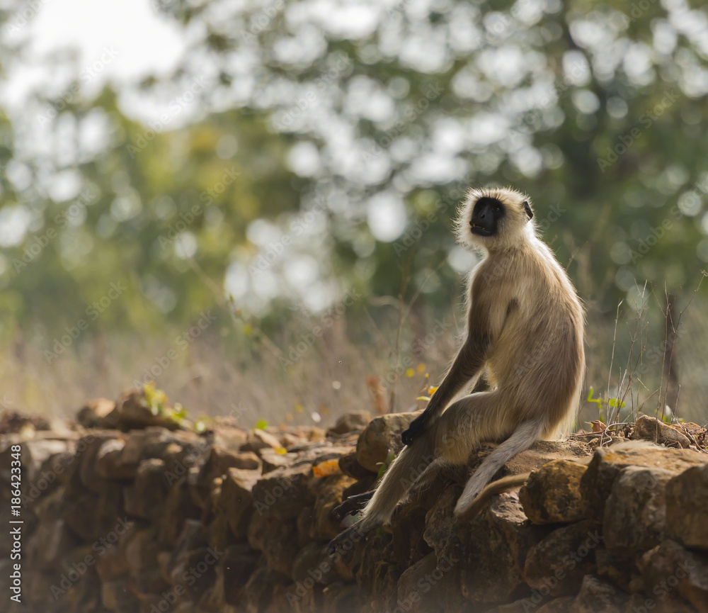 Fototapeta premium Gray langur, ( Semnopithecus ), sitting on stone wall, facing camera, Kahna National Park, India