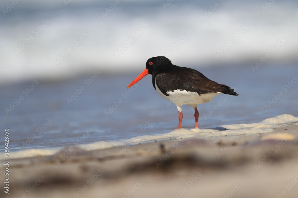Haematopus ostralegus. The wild nature of the North Sea. Mid-sized bird. Bird on the beach. Germany. Beautiful nature. Haematopus ostralegus. The wild nature of the North Sea. Mid-sized bird. Bird on the beach. Germany. Beautiful nature.