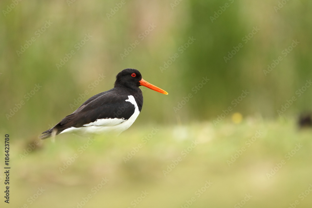 Fototapeta premium Haematopus ostralegus. The wild nature of the North Sea. Mid-sized bird. Bird on the beach. Germany. Beautiful nature.