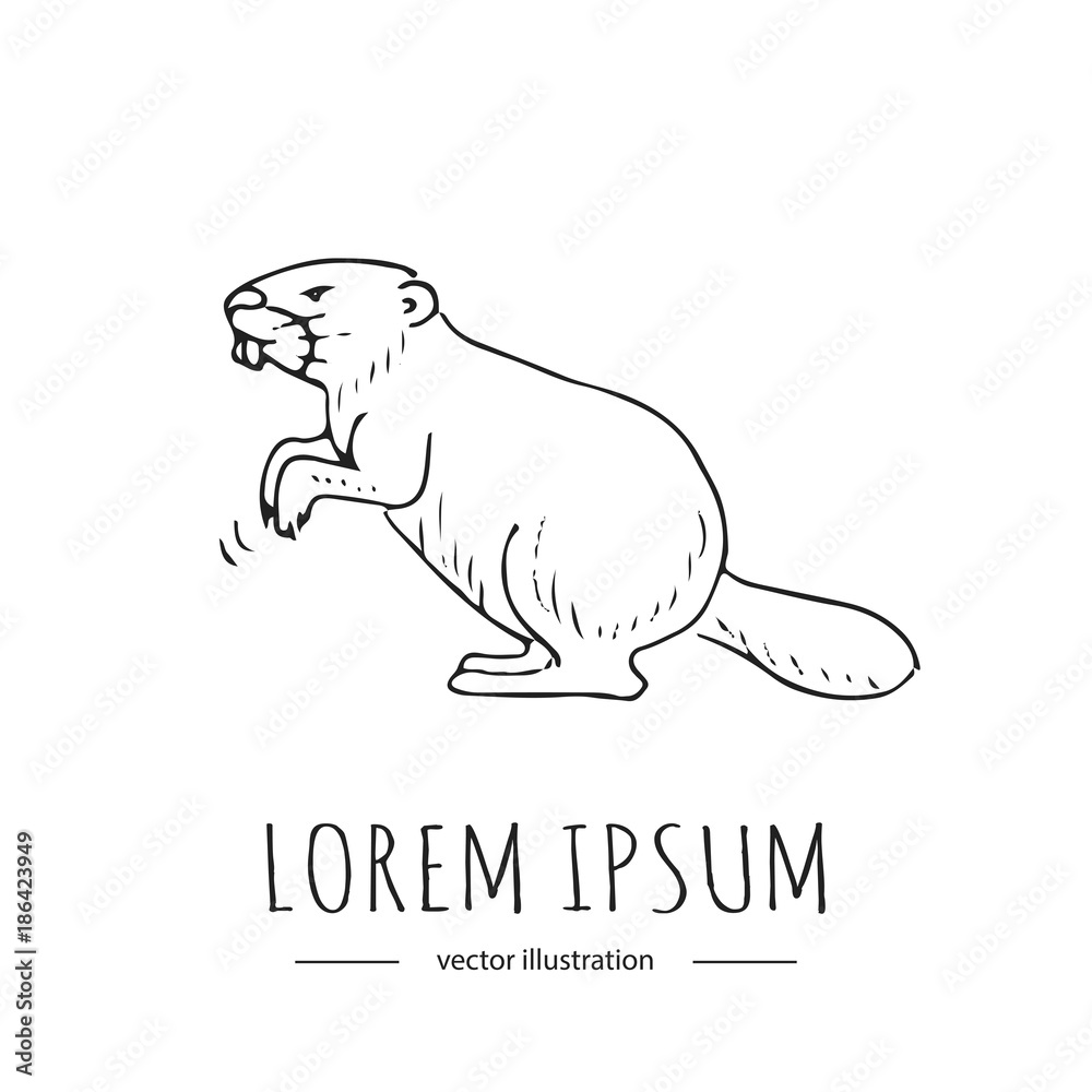 Hand drawn doodle North American swamp beaver  icon Vector illustration isolated on white background canadian symbol Cartoon animal element Drawing of mammal rodent with big incisors and broad tail