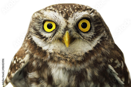 close up of little owl eyes