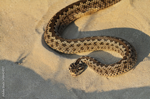 moldavian meadow viper on sand