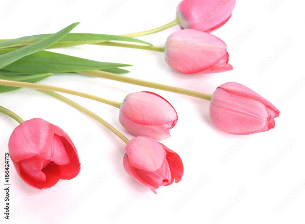 ピンクのチューリップの切り花 白背景 Stock Photo Adobe Stock