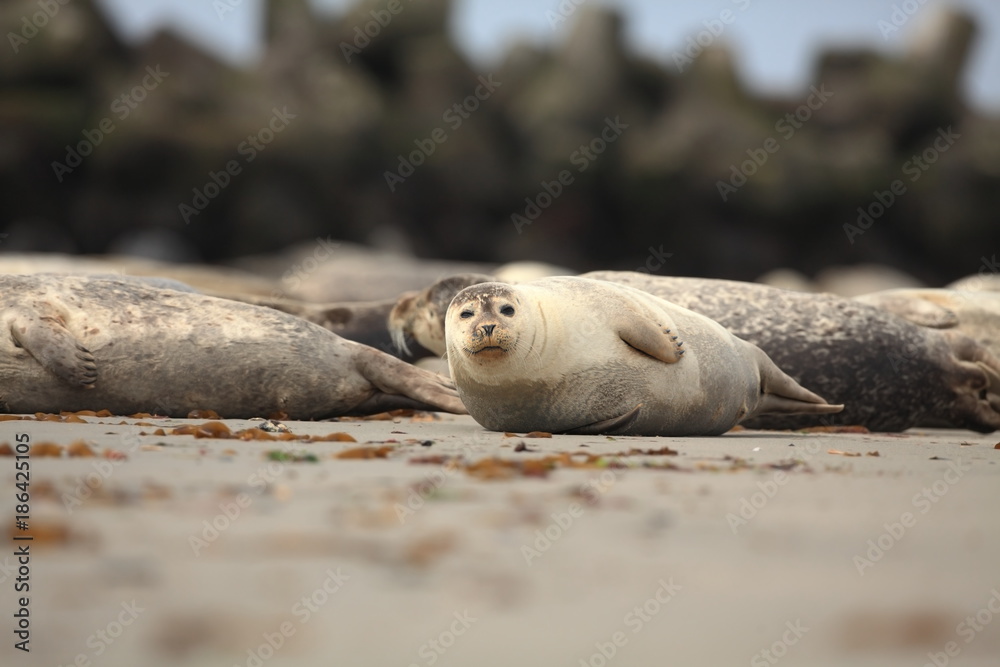 Phocidae. Beautiful wild nature of the North Sea. Germany. Seal on the beach. Nature of Europe. Phocidae. Beautiful wild nature of the North Sea. Germany. Seal on the beach. Nature of Europe.