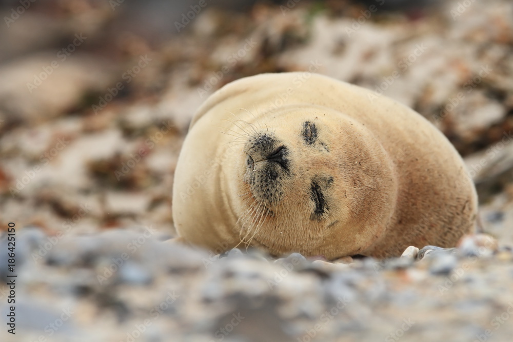 Phocidae. Beautiful wild nature of the North Sea. Germany. Seal on the beach. Nature of Europe. Phocidae. Beautiful wild nature of the North Sea. Germany. Seal on the beach. Nature of Europe.
