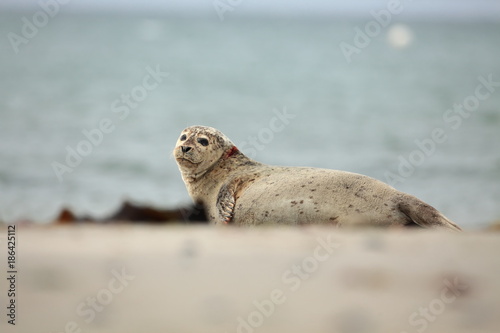 Phocidae. Beautiful wild nature of the North Sea. Germany. Seal on the beach. Nature of Europe.