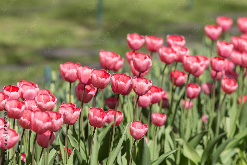 tulips in the foreground tulips in the foreground