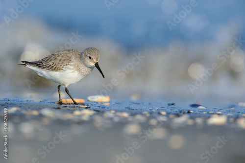 Sandpiper (Calidris alpina) photographed in its natural environment, the sea in winter.