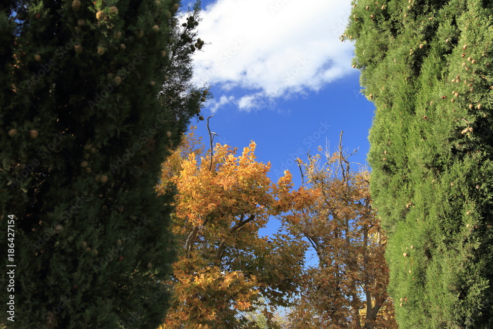 alberi alberi
