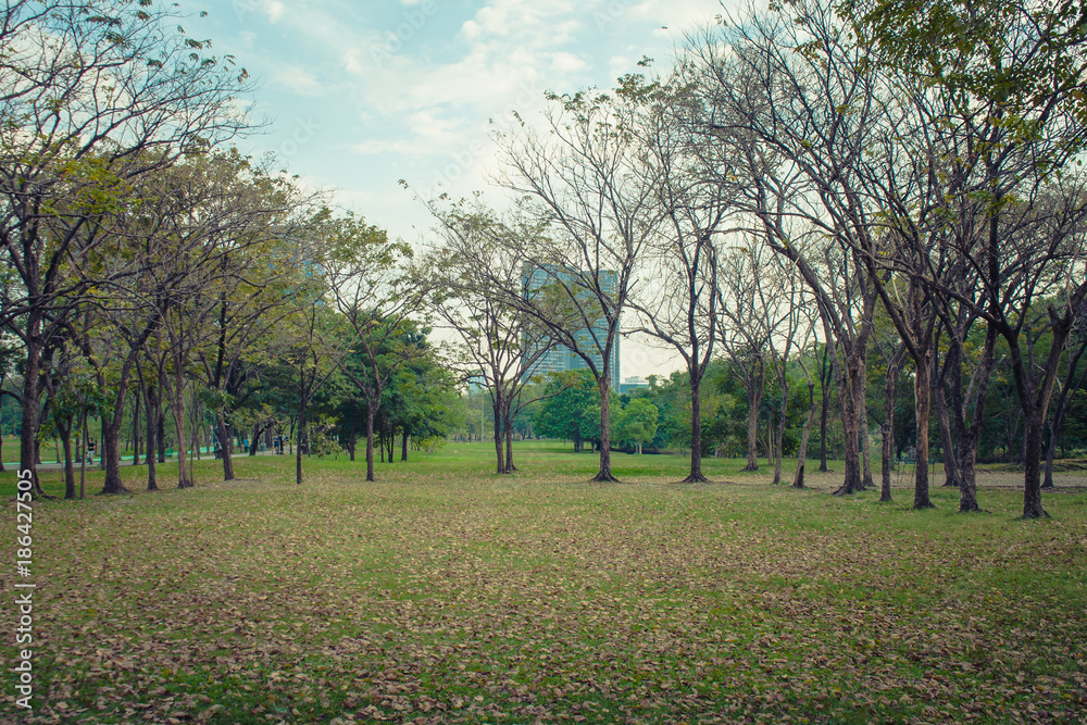 Green meadow grass surrounded with trees at public park in cloudy day.
